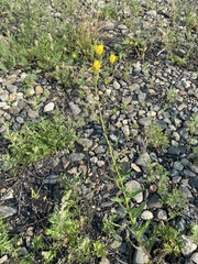 Hieracium kusnetzkiense