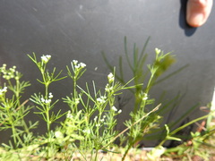 Spermolepis echinata