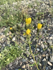Hieracium kusnetzkiense