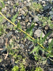 Hieracium kusnetzkiense