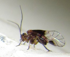 Psocetae