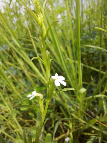 Image of Striga angustifolia by (c) Ramesh Shenai Jr., some rights reserved (CC BY)