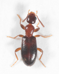 Vacusus vicinus