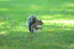 Sciurus carolinensis