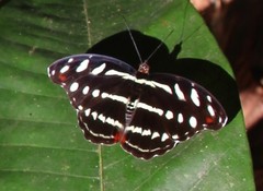 Catonephele acontius