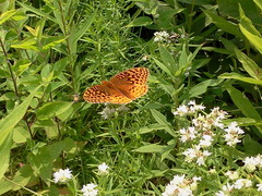 Speyeria cybele