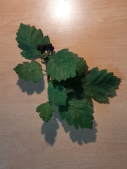 Crataegus