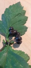 Crataegus