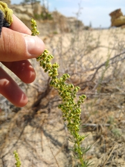 Artemisia carruthii
