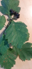 Crataegus