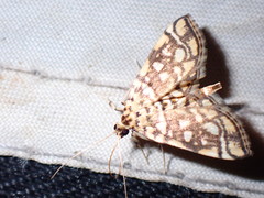 Lygropia