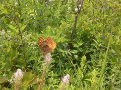 Speyeria cybele