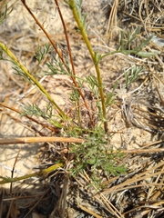 Artemisia carruthii