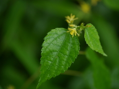 Triumfetta annua
