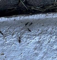 Technomyrmex difficilis