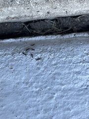 Technomyrmex difficilis