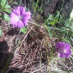 Geranium potentillifolium
