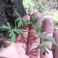 Geranium potentillifolium
