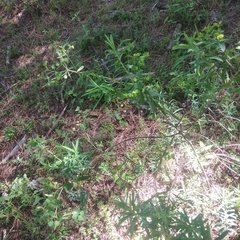Euphorbia esuliformis