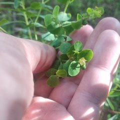 Euphorbia esuliformis