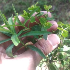 Euphorbia esuliformis