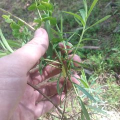 Euphorbia esuliformis