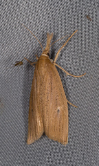 Chilo phragmitella