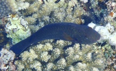 Calotomus viridescens