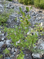 Salix taraikensis