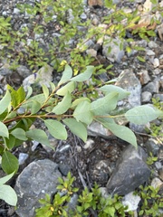 Salix taraikensis