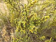 Condalia ericoides