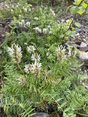 Astragalus austrosibiricus