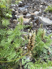 Astragalus austrosibiricus