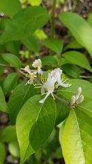 Lonicera