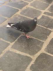 Columba livia domestica