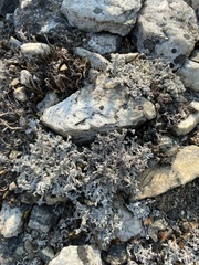 Stereocaulon incrustatum