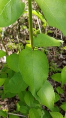 Lonicera