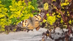 Vanessa cardui