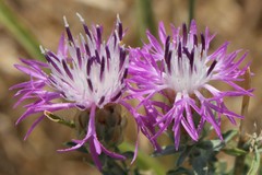 Centaurea deusta