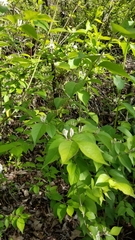 Lonicera
