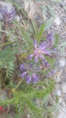Astragalus bibullatus