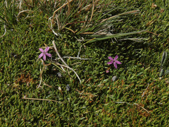 Silene acaulis exscapa