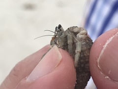 Coenobita rugosus
