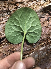 Asarum lemmonii