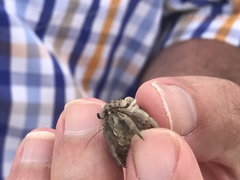Coenobita rugosus