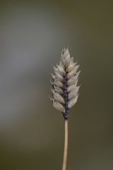 Oreochloa disticha