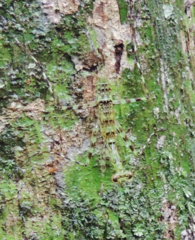 Fuga annulipes