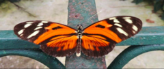Heliconius ismenius