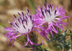 Centaurea deusta