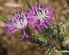 Centaurea deusta